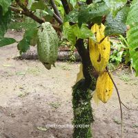 7 de julio: Día Internacional Del Cacao