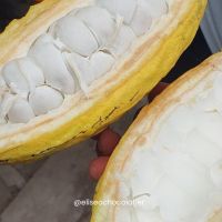7 de julio: Día Internacional Del Cacao