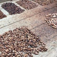 7 de julio: Día Internacional Del Cacao