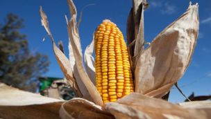 20240713 Chicharrita: informarse será clave de cara la próxima siembra de maíz