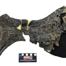 El gran hueso púbico de la cadera del dinosaurio reveló que se trataba de una especie desconocida hasta ahora.