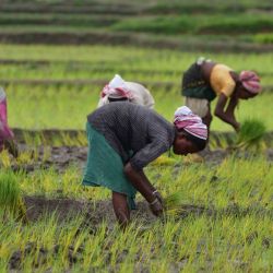Agricultoras siembran plántulas de arroz en un arrozal, en el distrito de Nagaon del estado de Asam, en el noreste de India. | Foto:Xinhua/Str