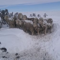 Productores patagónicos en alerta