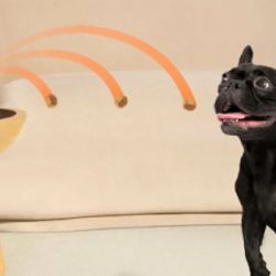 Las cámaras también permiten interactuar a distancia con nuestros fieles amigos.