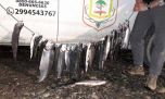 Neuquén: decomisan 33 truchas y les secuestran equipos a los pescadores