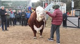 Místico, toro Polled Hereford 20240716