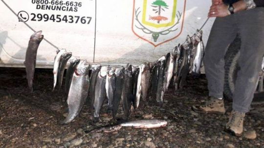 Neuquén: decomisan 33 truchas y les secuestran equipos a los pescadores