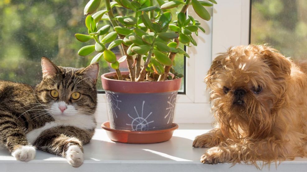 Cuáles son las plantas que pueden dañar a nuestras mascotas.  