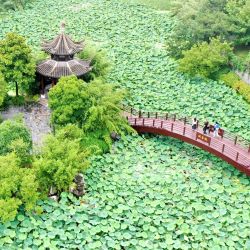 Vista aérea tomada con un dron de turistas visitando un jardín, en el poblado de Dinghuo, en la provincia de Jiangsu, en el este de China. Muchos destinos turísticos a lo largo de China han visto recientemente un incremento en visitantes mientras el país entra a su temporada alta de turismo de verano. | Foto:Xinhua/Ren Fei