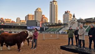Expo Rural: Llegó “Místico” el gran toro Hereford, el primero en pisar la arena de Palermo 