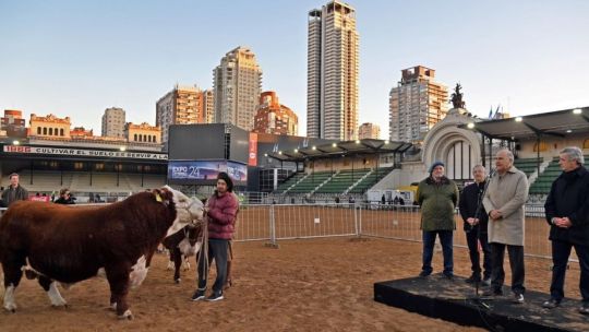 Expo Rural: Llegó “Místico” el gran toro Hereford, el primero en pisar la arena de Palermo 