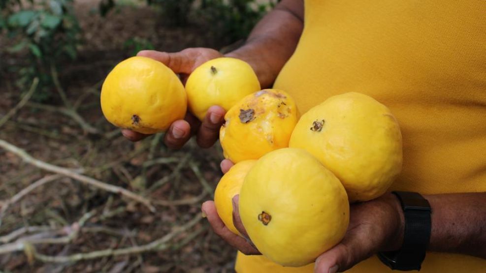 Se trata de la Arazá que contiene más vitamina C que la naranja.