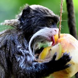 Un mono tití come frutas congeladas para refrescarse en el zoológico "Bioparco" durante una ola de calor en Roma, Italia. | Foto:Tiziana Fabi / AFP