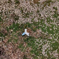 Vista aérea del ambientalista Antonio Huerta caminando entre peces muertos en la orilla del río Santiago, uno de los ríos más contaminados de México, en Juanacatlán, estado de Jalisco, México. El gobierno local está realizando estudios para determinar las causas de la Mortalidad masiva de peces en el río Santiago y se trabaja para prevenir contagios en los municipios cercanos. | Foto:ULISES RUIZ / AFP