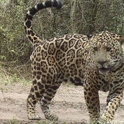 Los jaguares se encuentran en peligro de extinción.