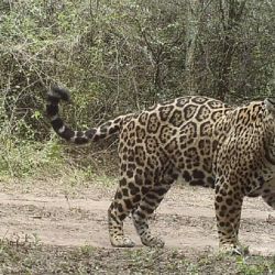 En el Chaco argentino habitan cientos de jaguares.