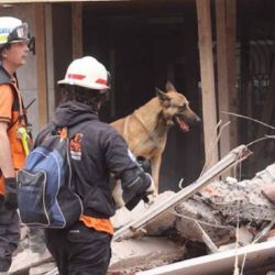 Los perros de rescate cumplen una labor por demás valiosa.