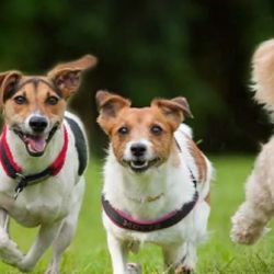 Cada 21 de julio, los perros de todo el mundo celebran su día.