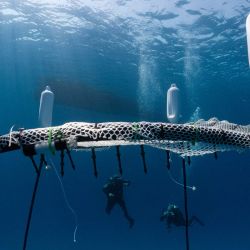 Biólogos marinos instalan viveros de coral flotantes frente a la costa de Capo Greko, en la parte oriental de la isla mediterránea de Chipre. Como parte del proyecto EFFECTIVE, financiado por la UE para promover el seguimiento, la restauración y la observación marinas, un proyecto pionero se está llevando a cabo en las aguas mediterráneas chipriotas para ayudar a restaurar una población de coral afectada por el cambio climático y la actividad humana insostenible. | Foto:EMILY IRVING-SWIFT / AFP