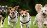 Día Mundial del Perro: la Asociación Civil Escuela Canina de Catástrofe lo celebra de manera especial