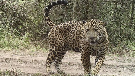 1907_jaguares