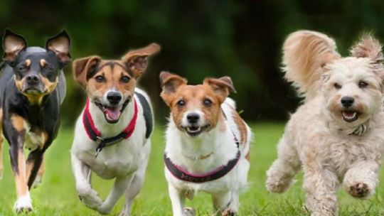 Día Mundial del Perro: la Asociación Civil Escuela Canina de Catástrofe lo celebra de manera especial1