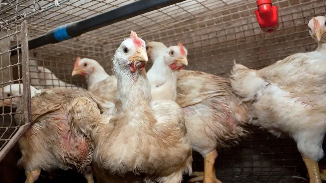 Poultry.