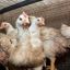 Chile suspends poultry imports from Argentina over bird flu