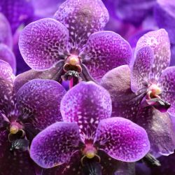 Orquídeas fotografiadas en la colección de orquídeas de Daniel Piedrahita en La Ceja, provincia de Antioquia, Colombia. Una explosión de color en medio de los bosques del noroeste de Colombia pinta una colección de 25.000 orquídeas, la “pasión” de Daniel Piedrahita. Cultiva especies exóticas y nativas, regaladas, compradas e incluso clonadas, en un esfuerzo por salvar de la extinción a especies en peligro de extinción. | Foto:JAIME SALDARRIAGA / AFP