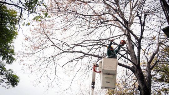 Con 26 mil intervenciones ya hechas avanza la poda de arbolado porteño