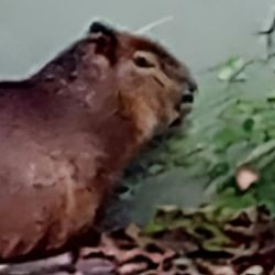 El carpincho estaba escondido contra una pared.