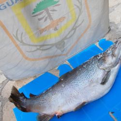 Desde Fauna provincial señalan que aquellos que quieran realizar denuncias por infracciones y contravenciones, pueden comunicarse al teléfono 0800-66666-36. 