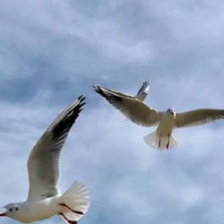 Aves Argentinas trabaja en favor de las más de 1000 especies de aves silvestres y de sus ambientes