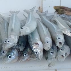 Tanto el pejerrey manila como el escardón fueron las vedettes en las últimas horas. Además, los panzones aparecieron en buenos tamaños. 