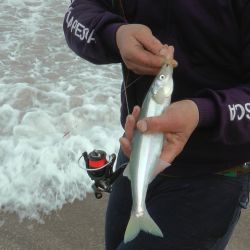 Tanto el pejerrey manila como el escardón fueron las vedettes en las últimas horas. Además, los panzones aparecieron en buenos tamaños. 