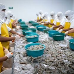 Empleados de la empresa CAMARSUR trabajan en el empaquetado de camarón Vannamei blanco talla 40/50 de alta calidad, en una planta de procesamiento, en la ciudad de Choluteca, en el sur de Honduras. | Foto:Xinhua/David de la Paz