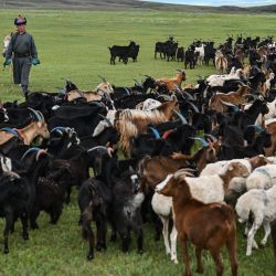 Esta foto muestra a Luvsanbaldan Batsukh pastoreando sus ovejas y cabras en Khishig-Undur, en la provincia de Bulgan. | Foto:Hector Retamal / AFP