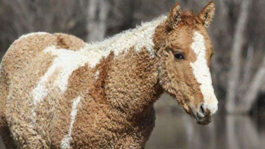 Curly Horse, una raza única en el mundo.