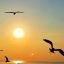 2307_aves argentinas