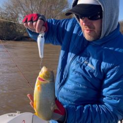 Del lado uruguayo los buenos pejerreyes atraen a muchísimos pescadores, pero otros sienten el imán por los dorados. Dos especies deportivas para aprovechar. 
