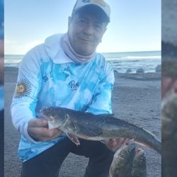 El róbalo es un pez que tiene sus mañas, frecuenta la zona de piedras y obliga a los pescadores a trabajar para dar con ellos. 