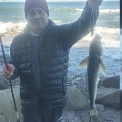 El róbalo es un pez que tiene sus mañas, frecuenta la zona de piedras y obliga a los pescadores a trabajar para dar con ellos. 