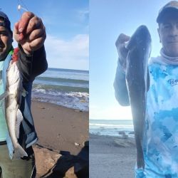 El róbalo es un pez que tiene sus mañas, frecuenta la zona de piedras y obliga a los pescadores a trabajar para dar con ellos. 