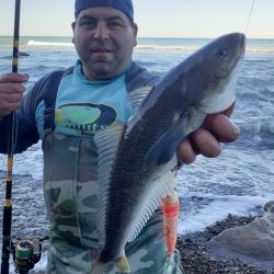 El róbalo es un pez que tiene sus mañas, frecuenta la zona de piedras y obliga a los pescadores a trabajar para dar con ellos. 