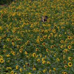 Un hombre toma una fotografía en el 20 Festival del Girasol de Taebaek, en la provincia de Gangwon-do, República de Corea. | Foto:Xinhua/Jun Hyosang