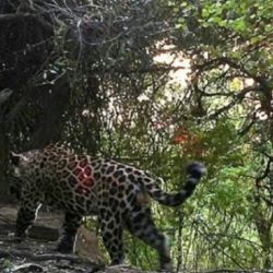 Fue avistado gracias a las cámaras trampas instaladas en el Parque Nacional El Impenetrable.