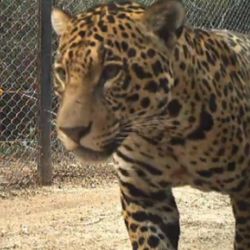La presencia en Chaco de Tañhi Wuk sorprendió a los especialistas.