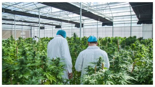 planta industrial de cannabis de gonzalo aguiar punta del este 25072024