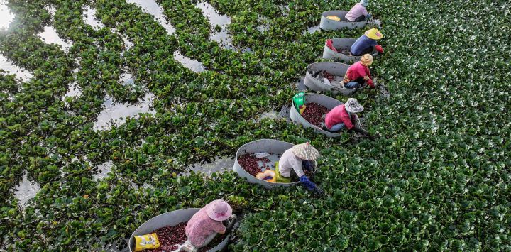 Los agricultores cosechan castañas de agua en un estanque en Huaian, en la provincia de Jiangsu, en el este de China.