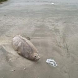 El elefante marino estaba en perfecto estado de salud.